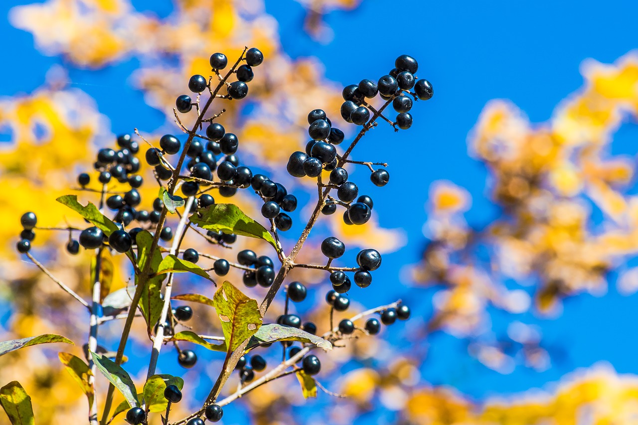 nature  spring  blue free photo