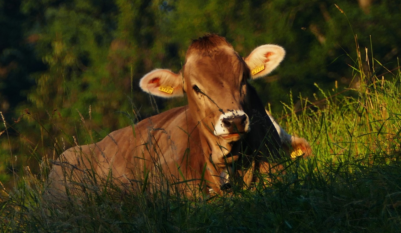 nature  agriculture  cow free photo