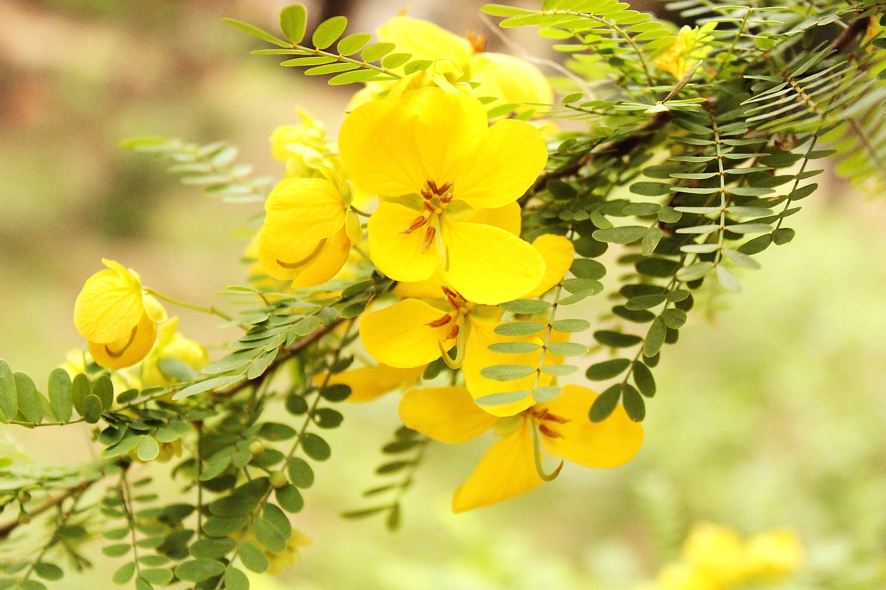 nature  yellow  bright free photo