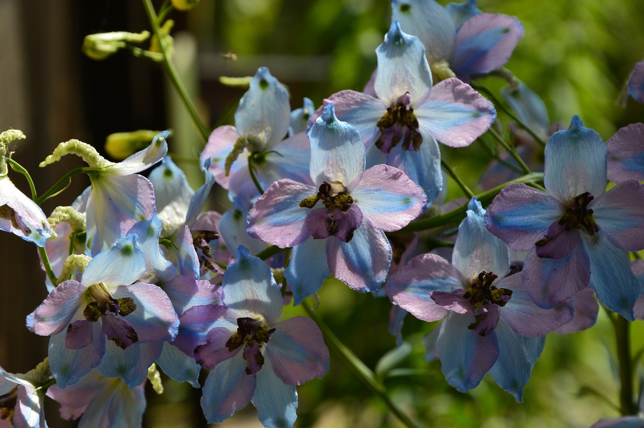 nature  flowers  flowers are purple free photo