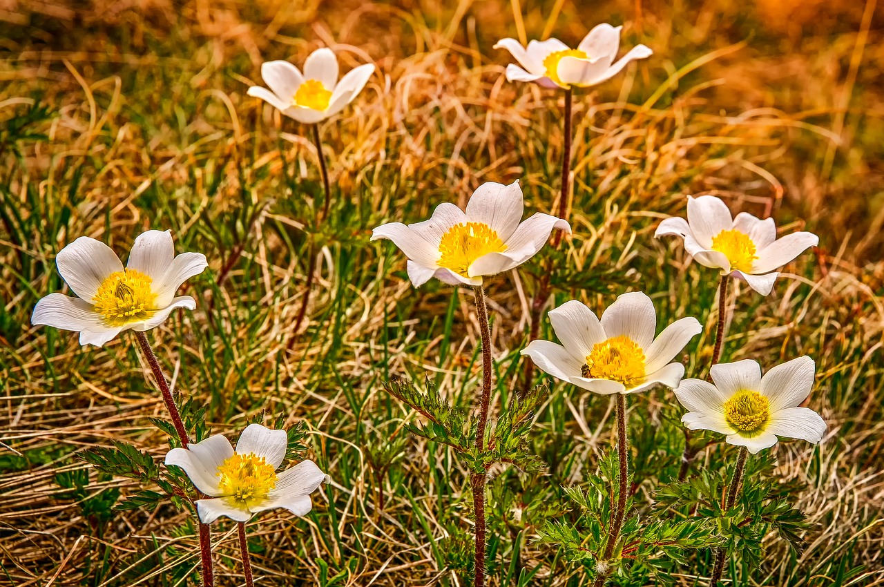 nature  plant  alpine flower free photo