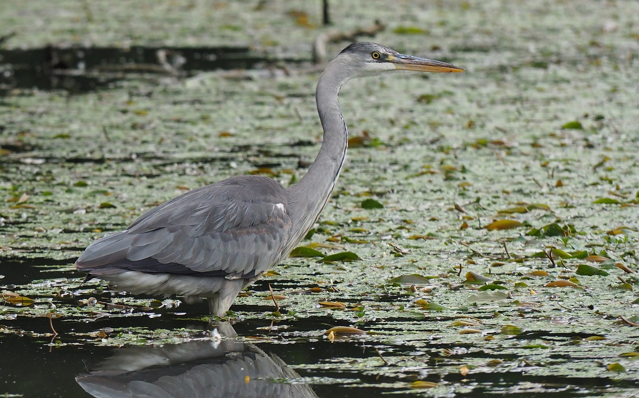 nature  fauna  birds free photo