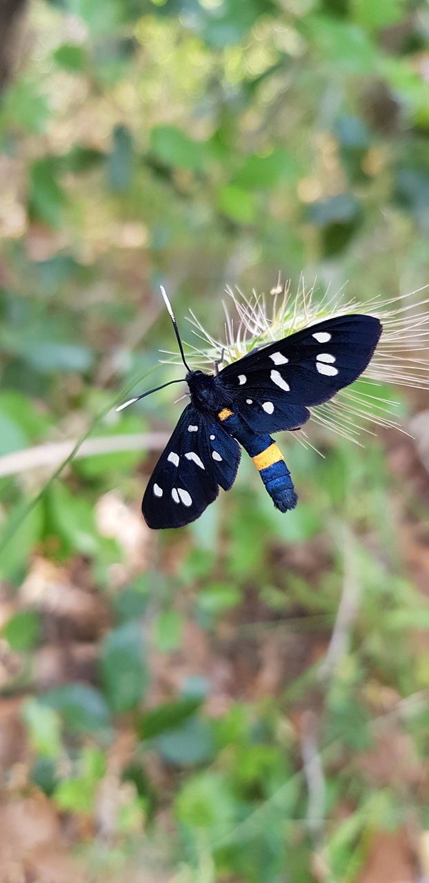 nature  butterfly  in the free free photo