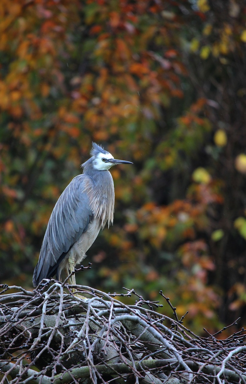 nature  fall  autumn free photo