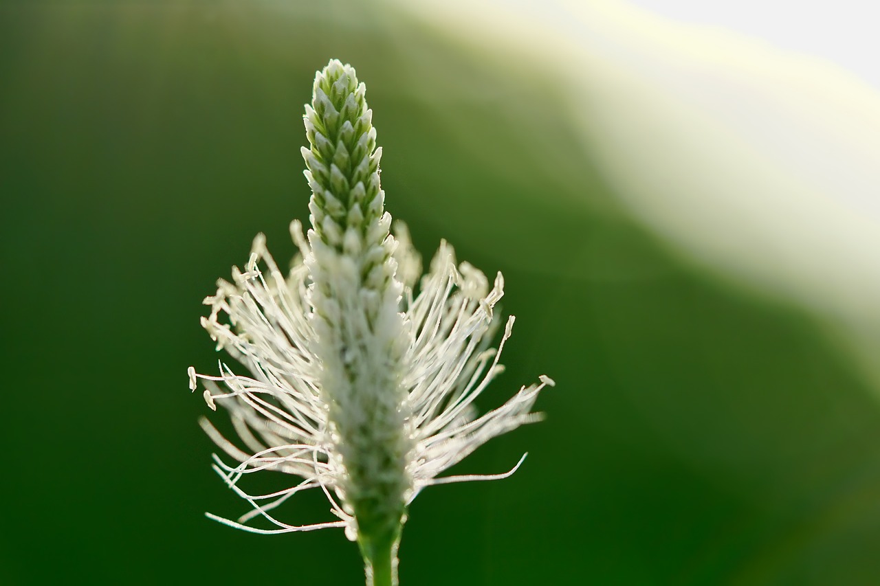 nature  plantain-flower  backlighting free photo