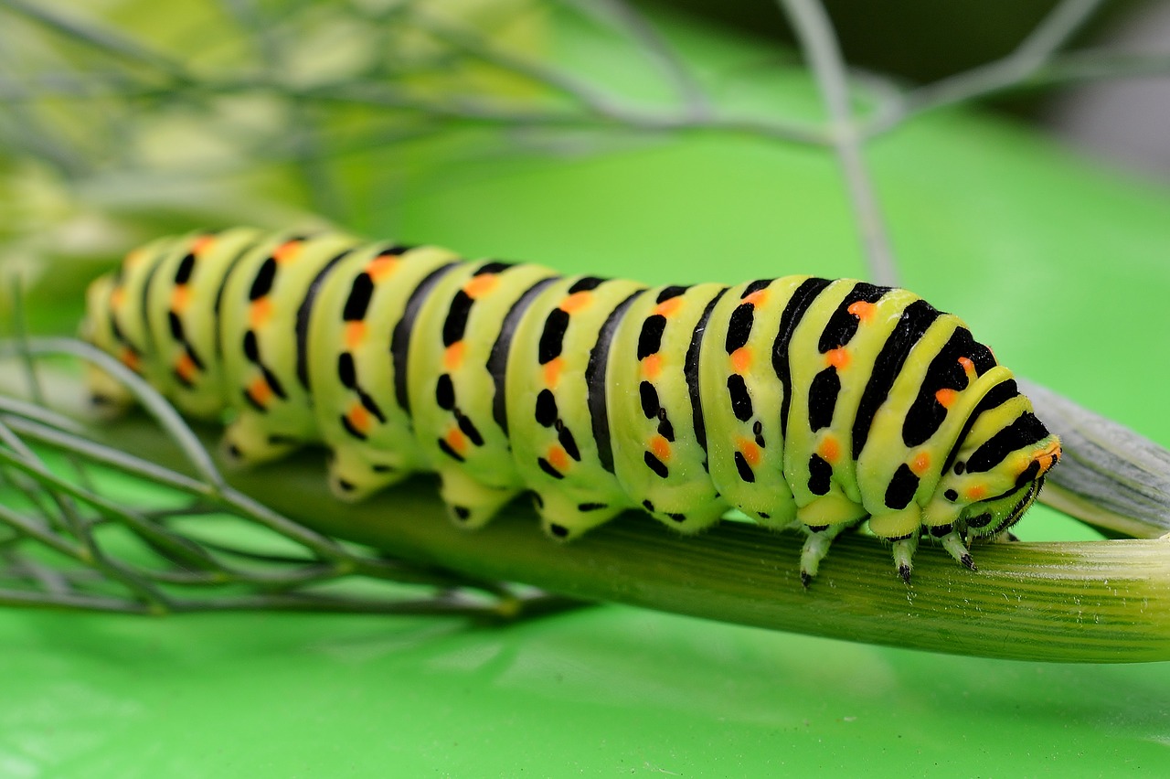 nature  caterpillar  dovetail free photo