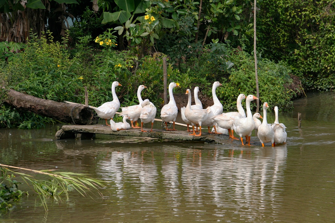 nature  geese  waterfowl free photo