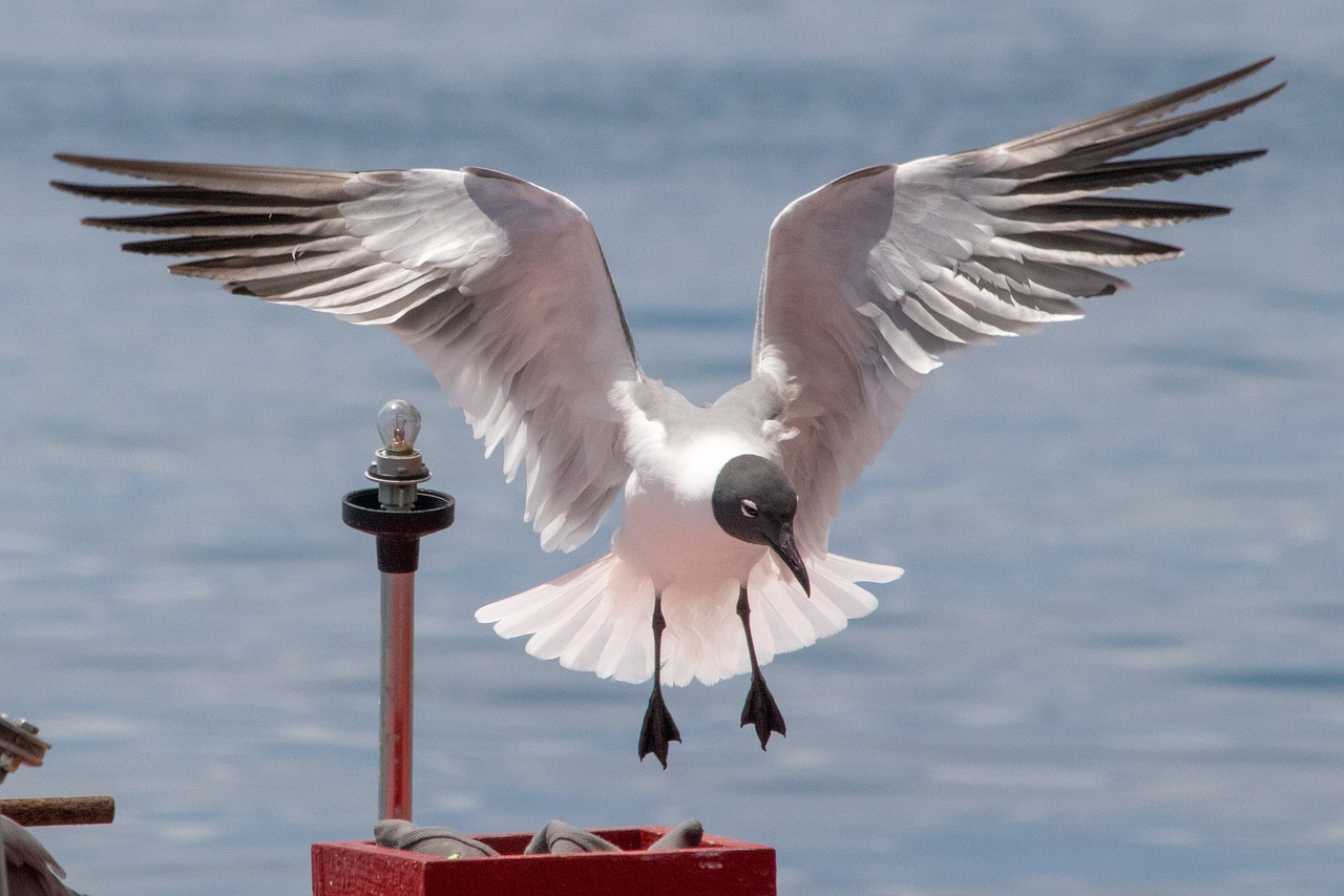 nature  birds  seagull free photo