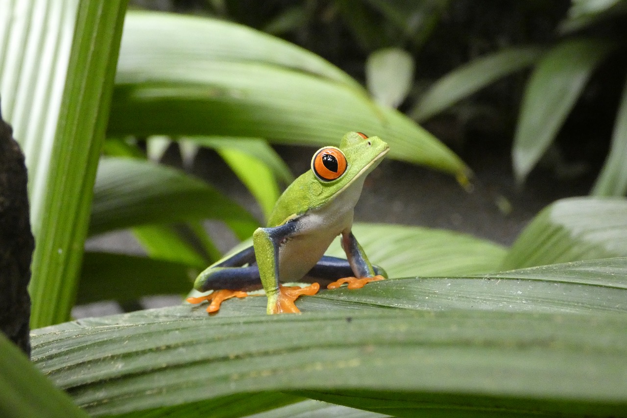 nature  forest  green frog free photo