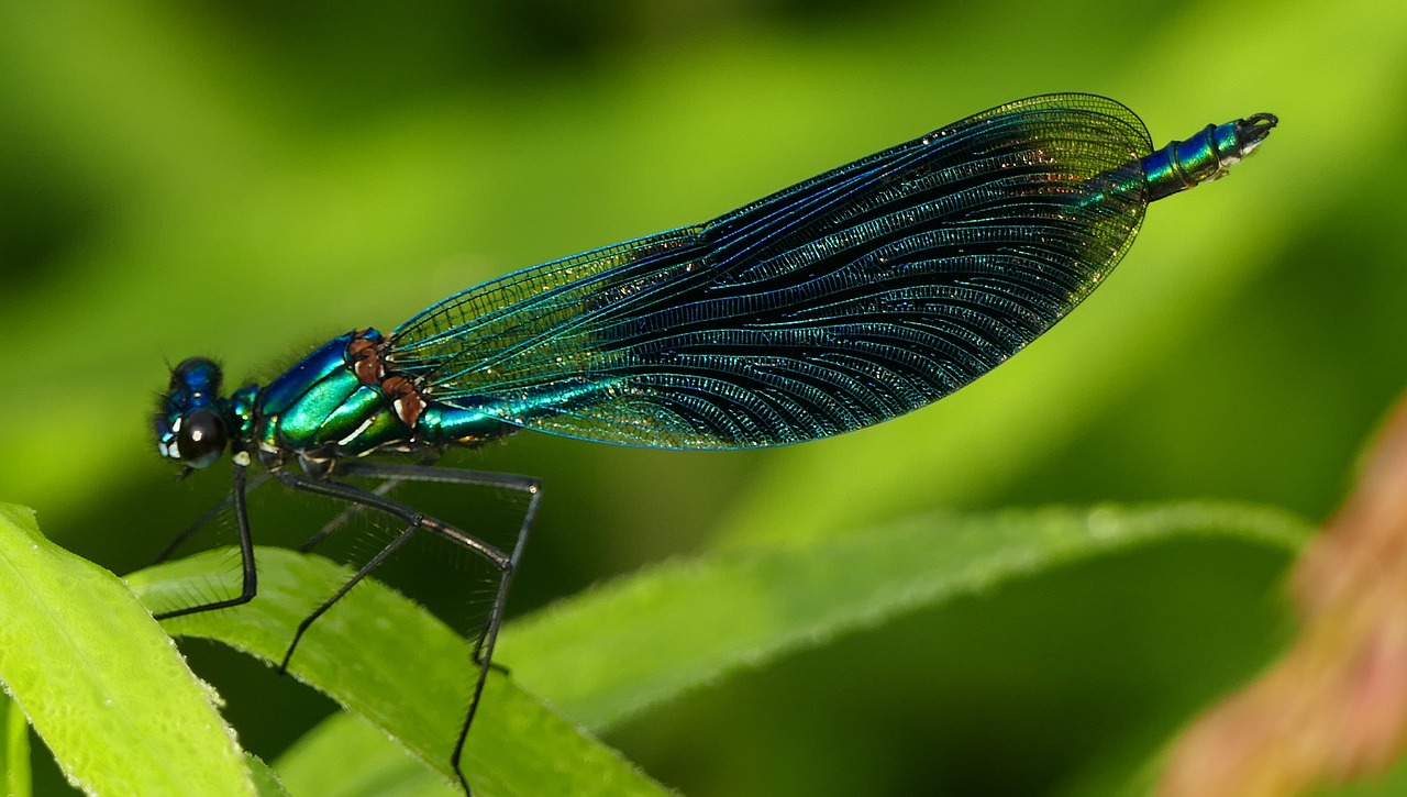 nature  insect  demoiselle free photo