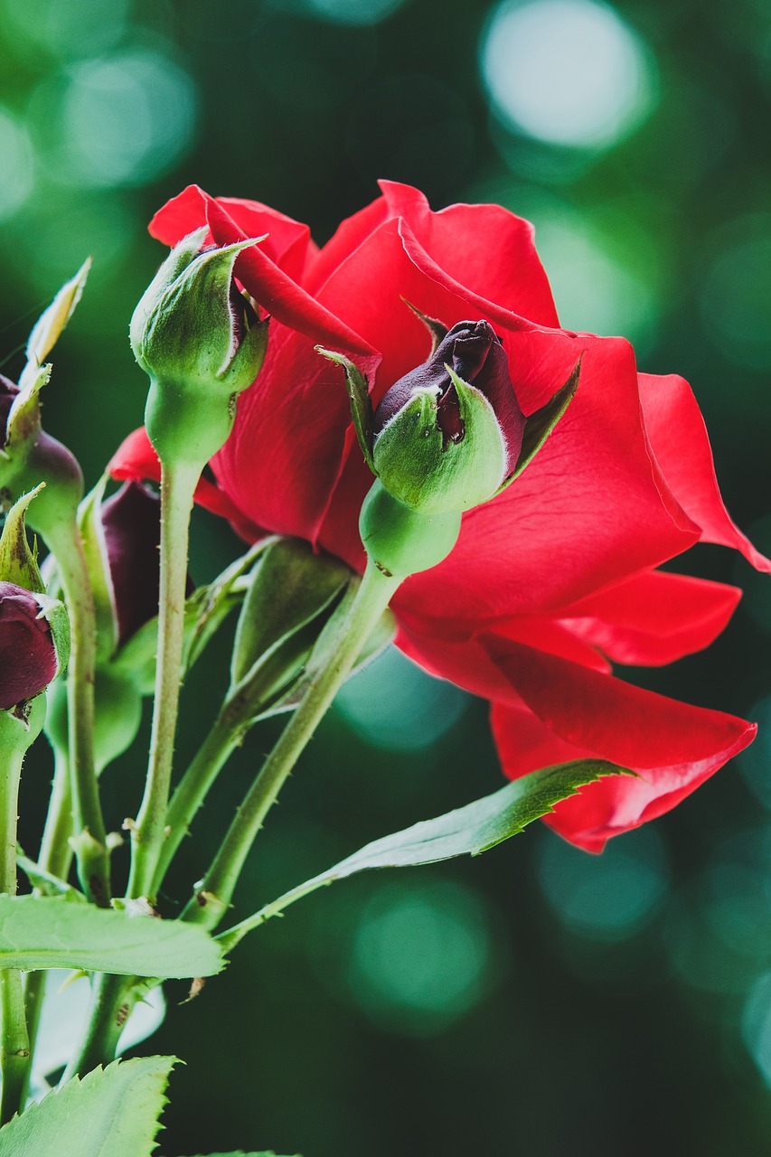 nature  leaf  flower free photo