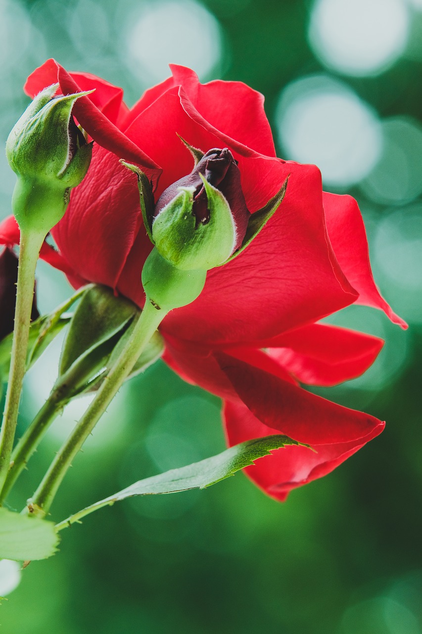 nature  leaf  flower free photo