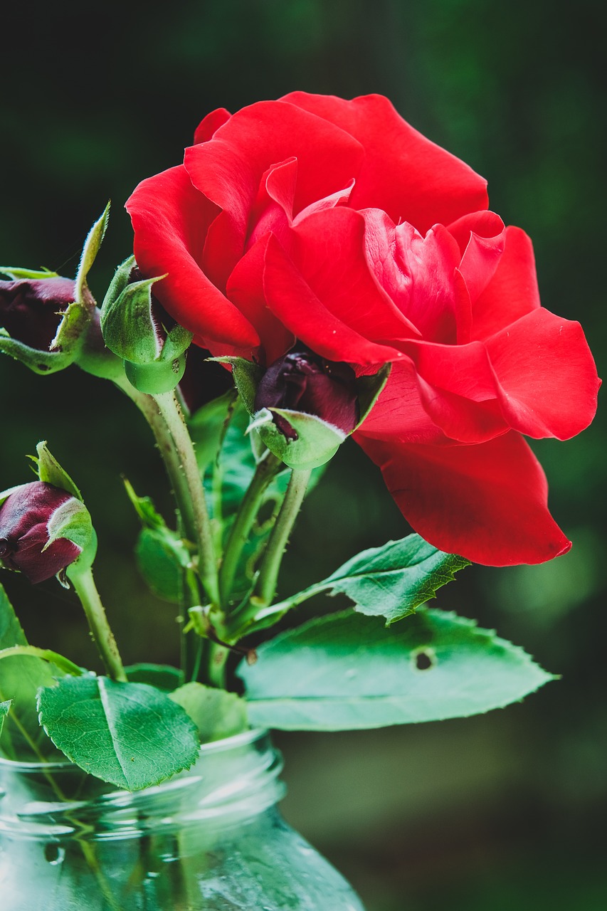 nature  leaf  flower free photo