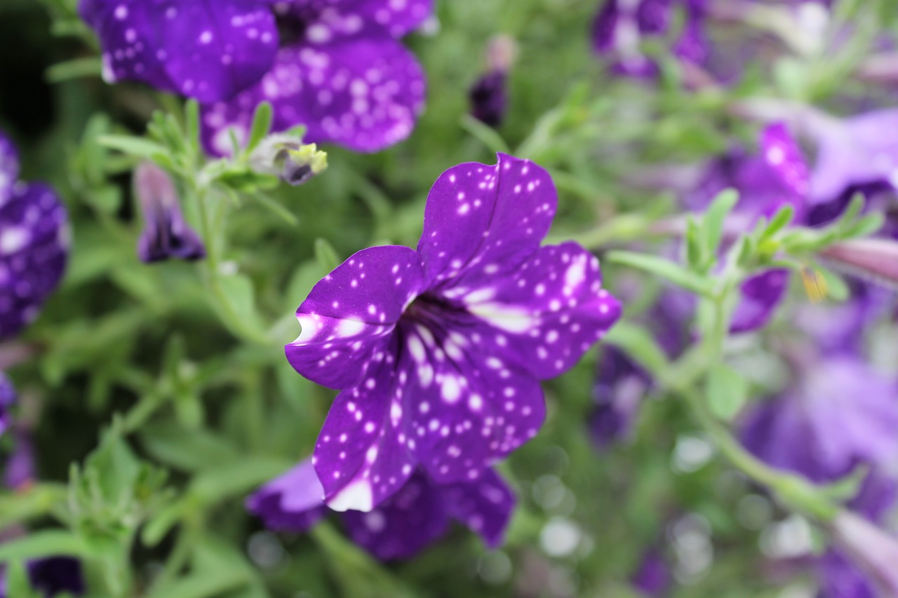 nature  purple flower  flower free photo