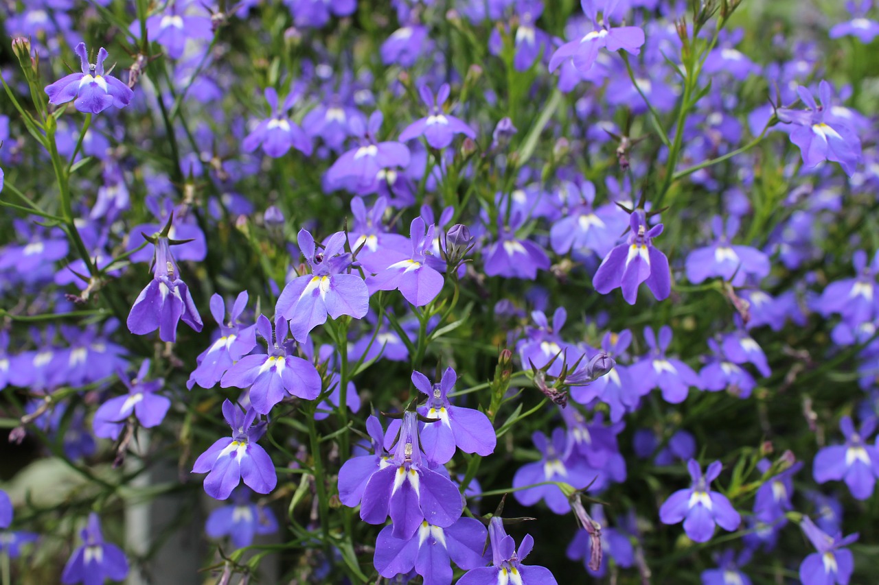nature  flowers  violet free photo