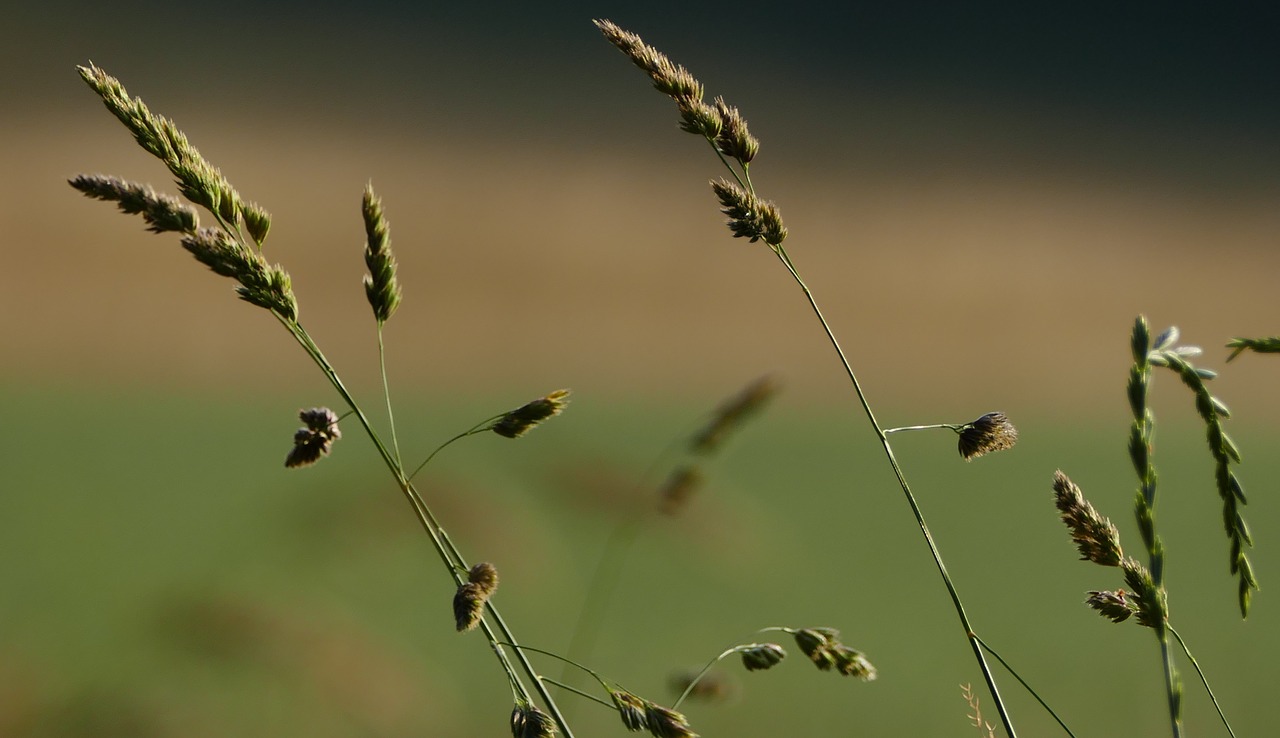 nature  landscape  grasses free photo