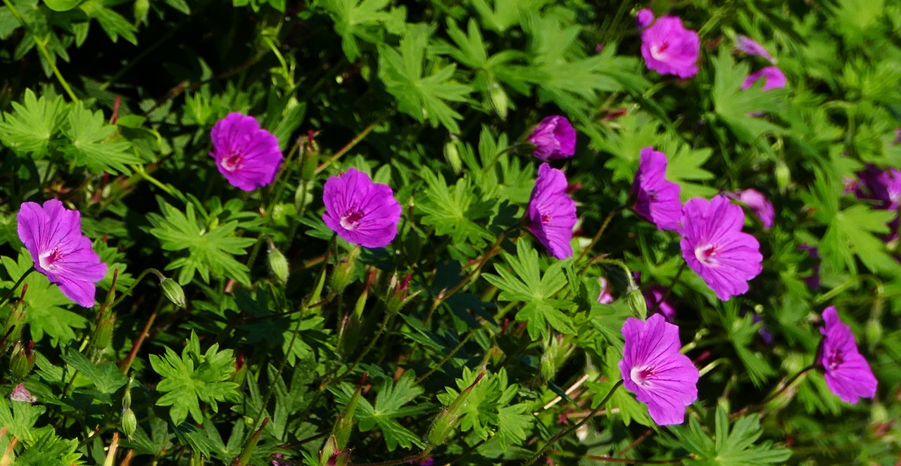 nature  garden  flowers free photo