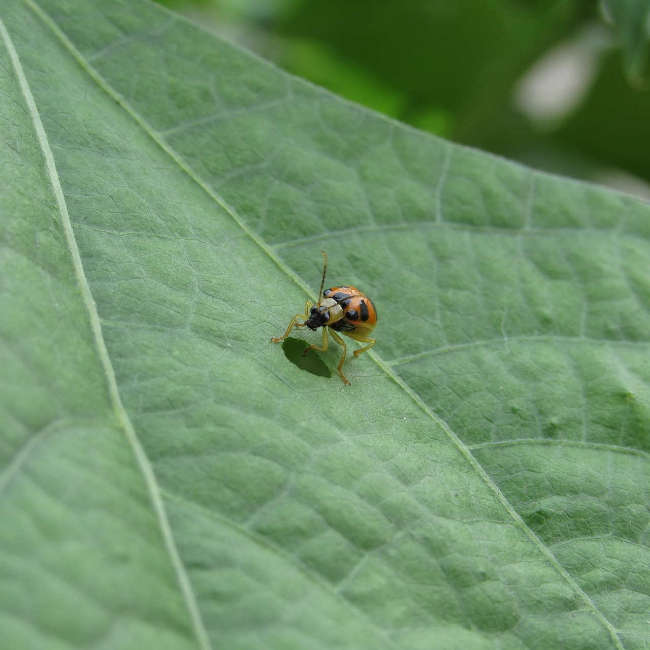 nature  leaf  ladybug free photo