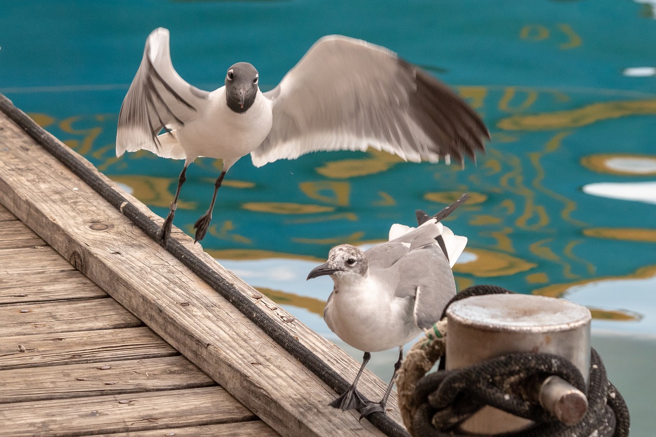 nature  birds  sea gull free photo