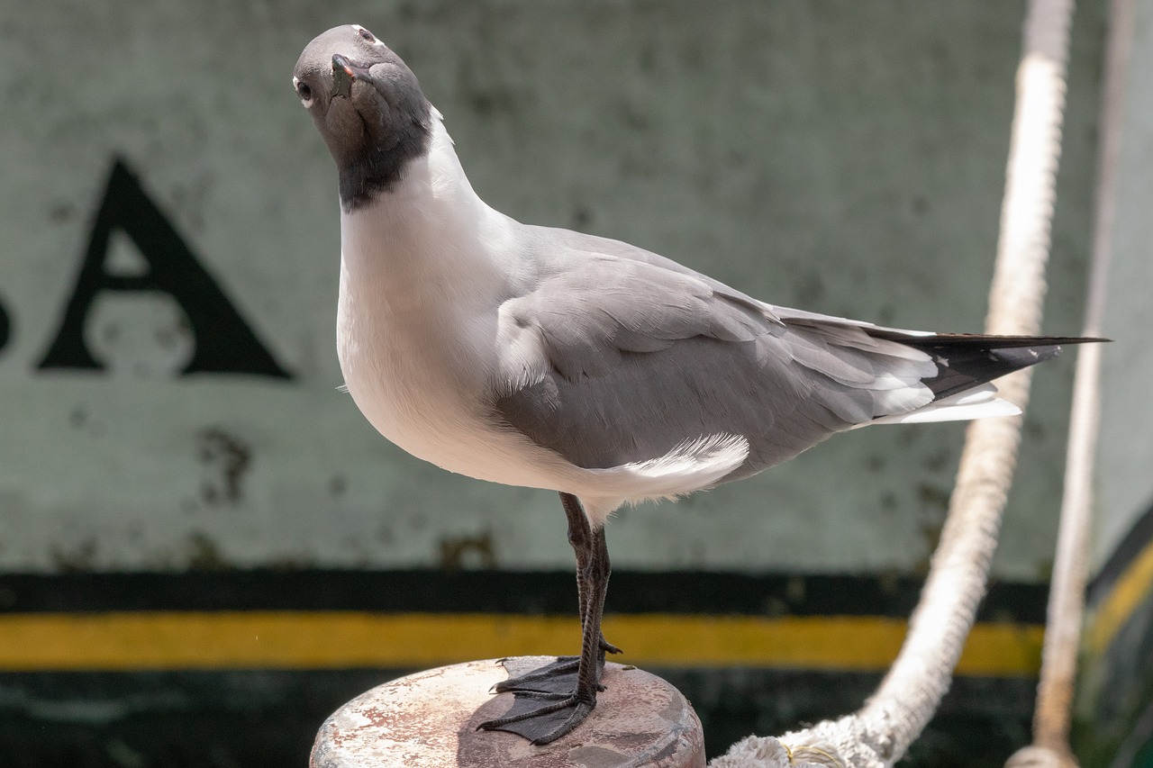 nature  birds  sea gull free photo