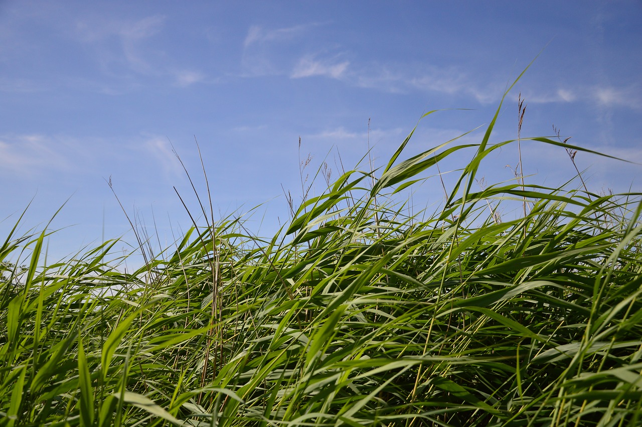 nature  reed  grasses free photo