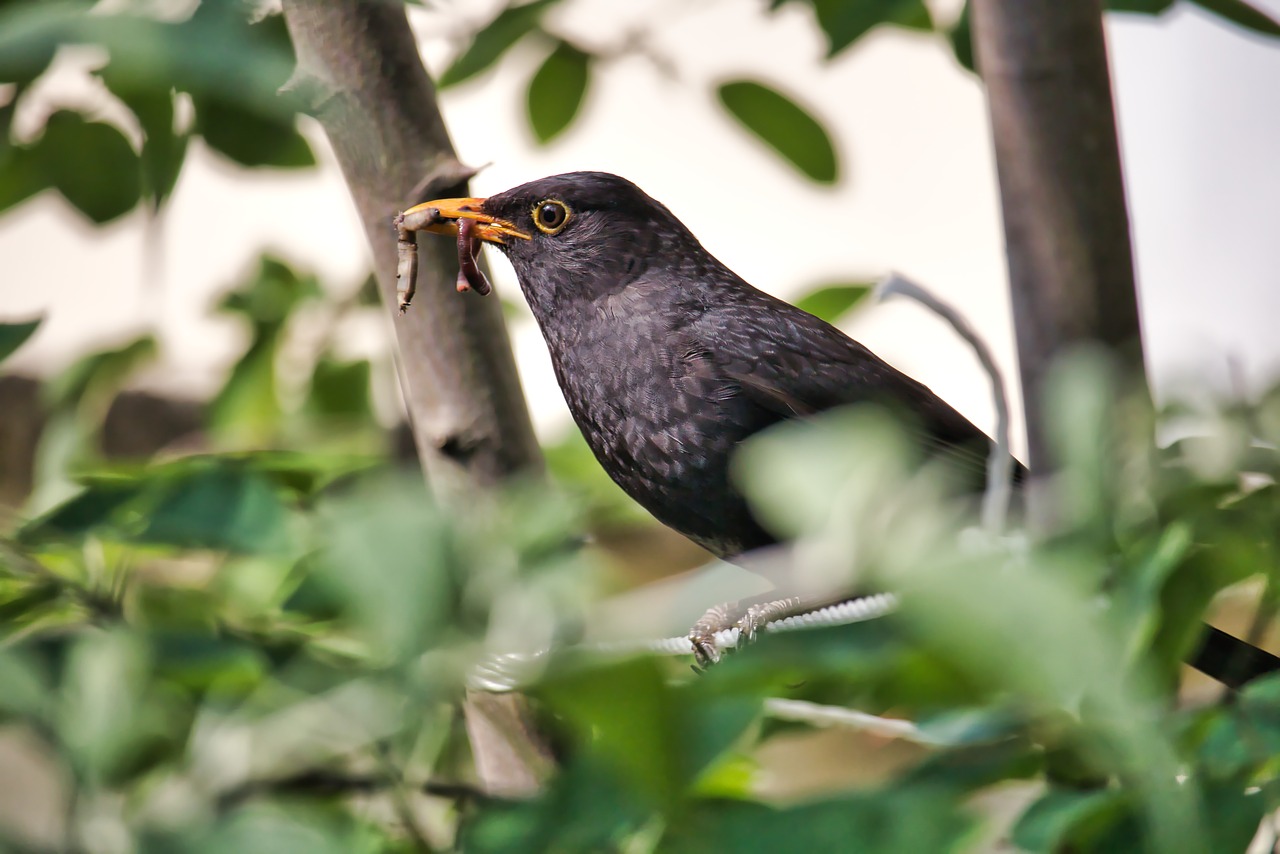 nature  bird  feather free photo