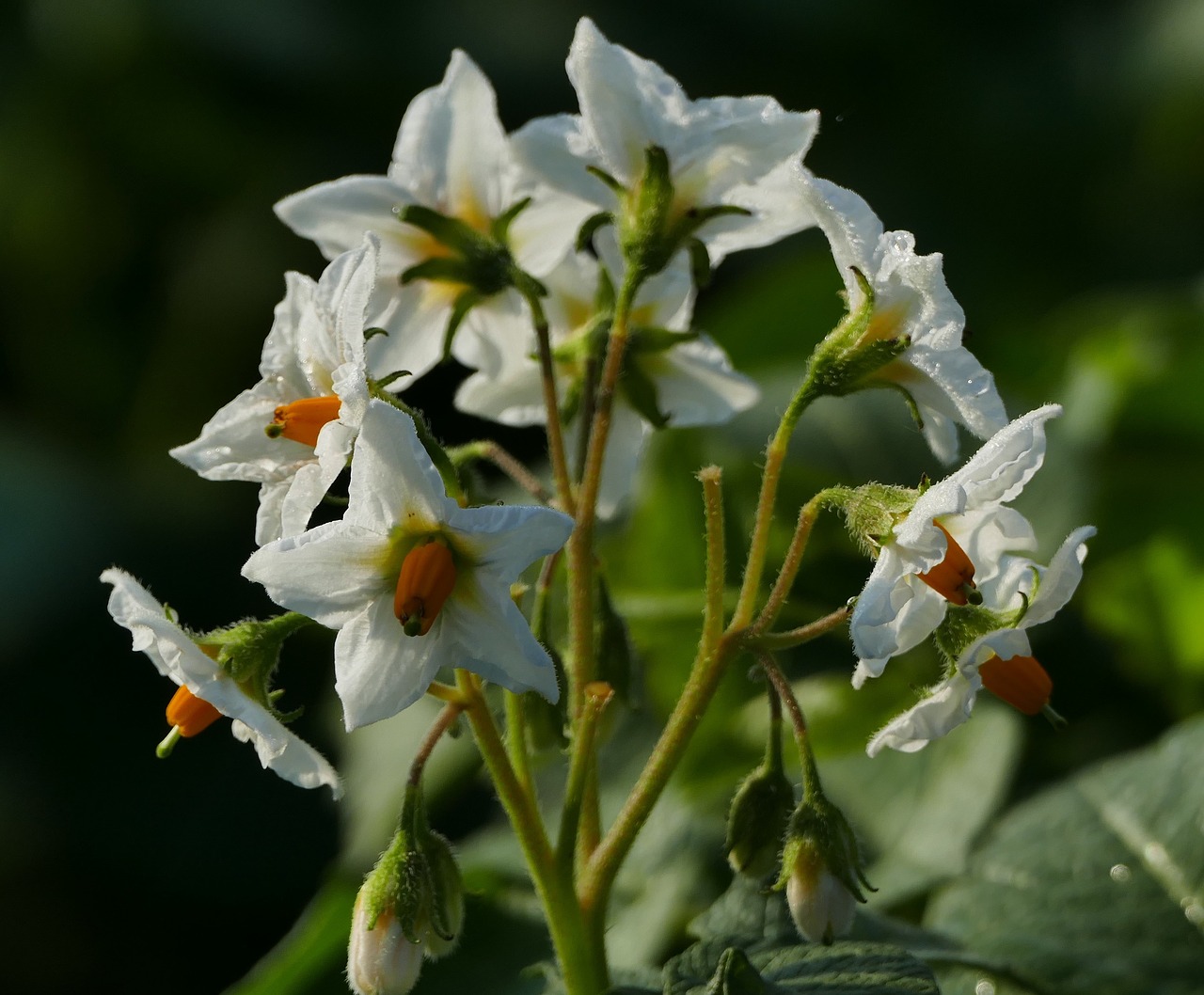 nature  agriculture  blossom free photo