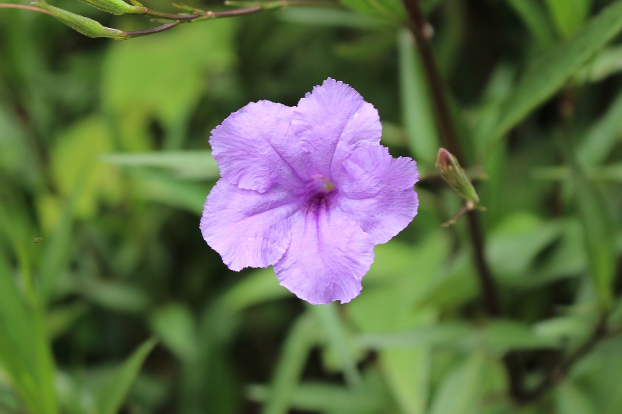 nature  flower  plant free photo