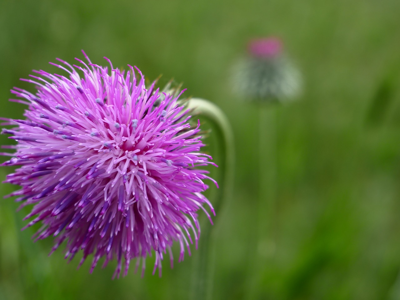 nature  flower  lilac free photo