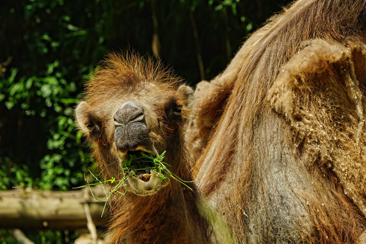 nature  mammal  camel free photo