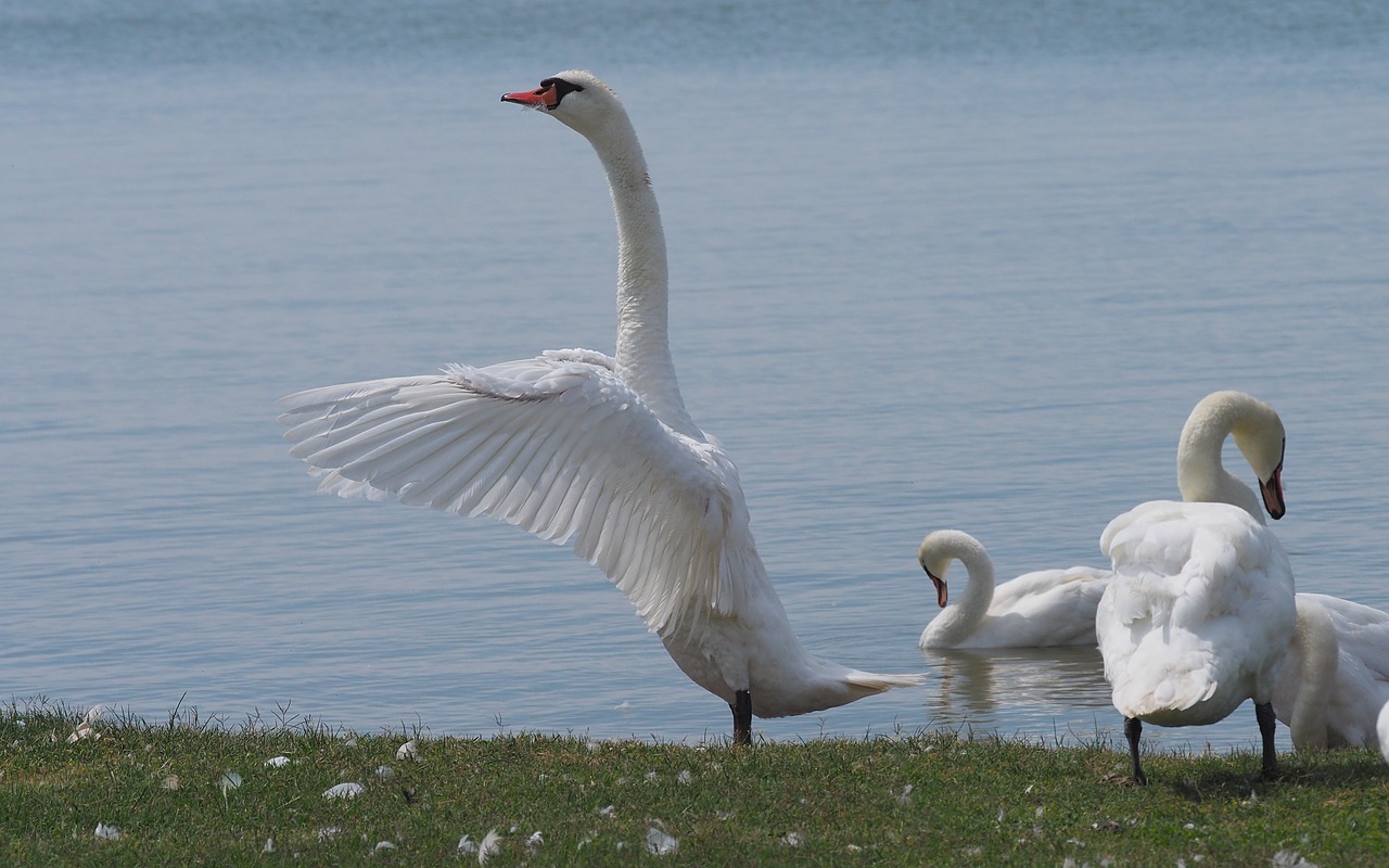 nature  birds  swans free photo