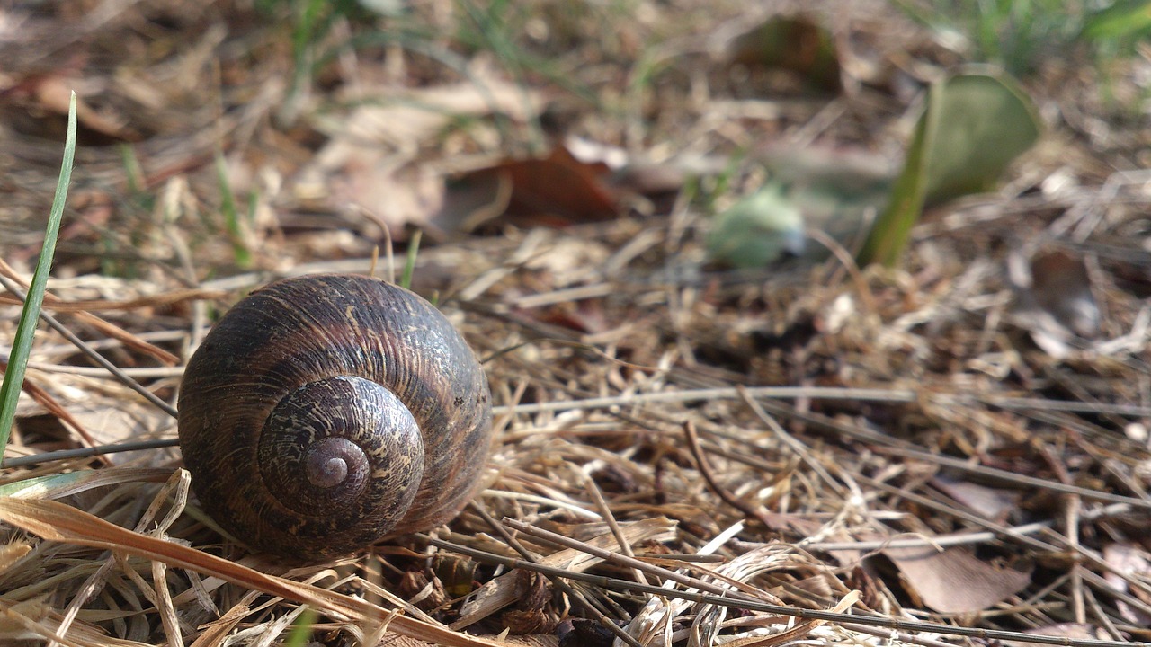 nature  snail  plant free photo