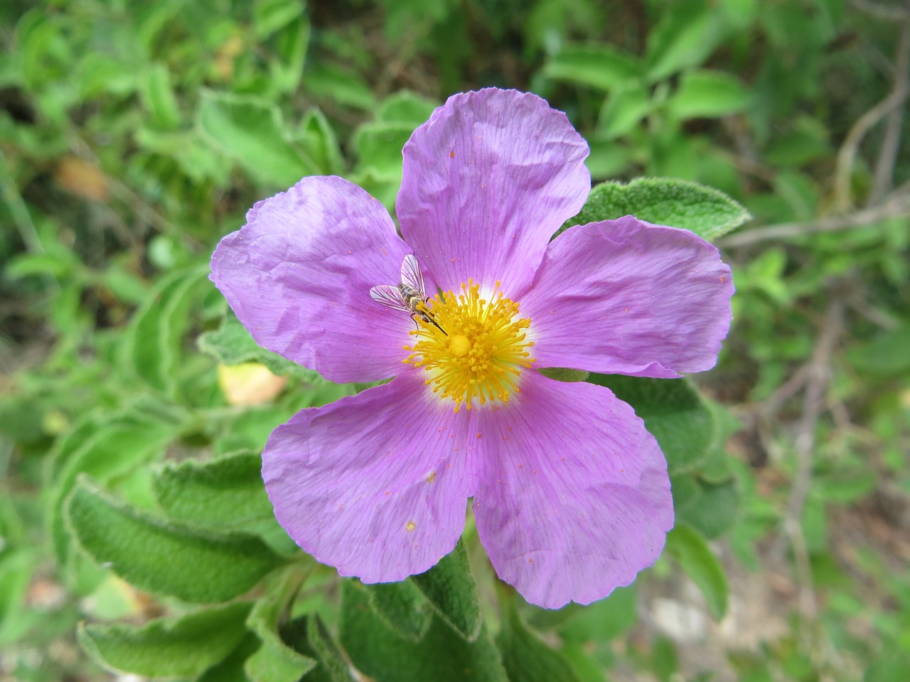 nature  flower  insect free photo