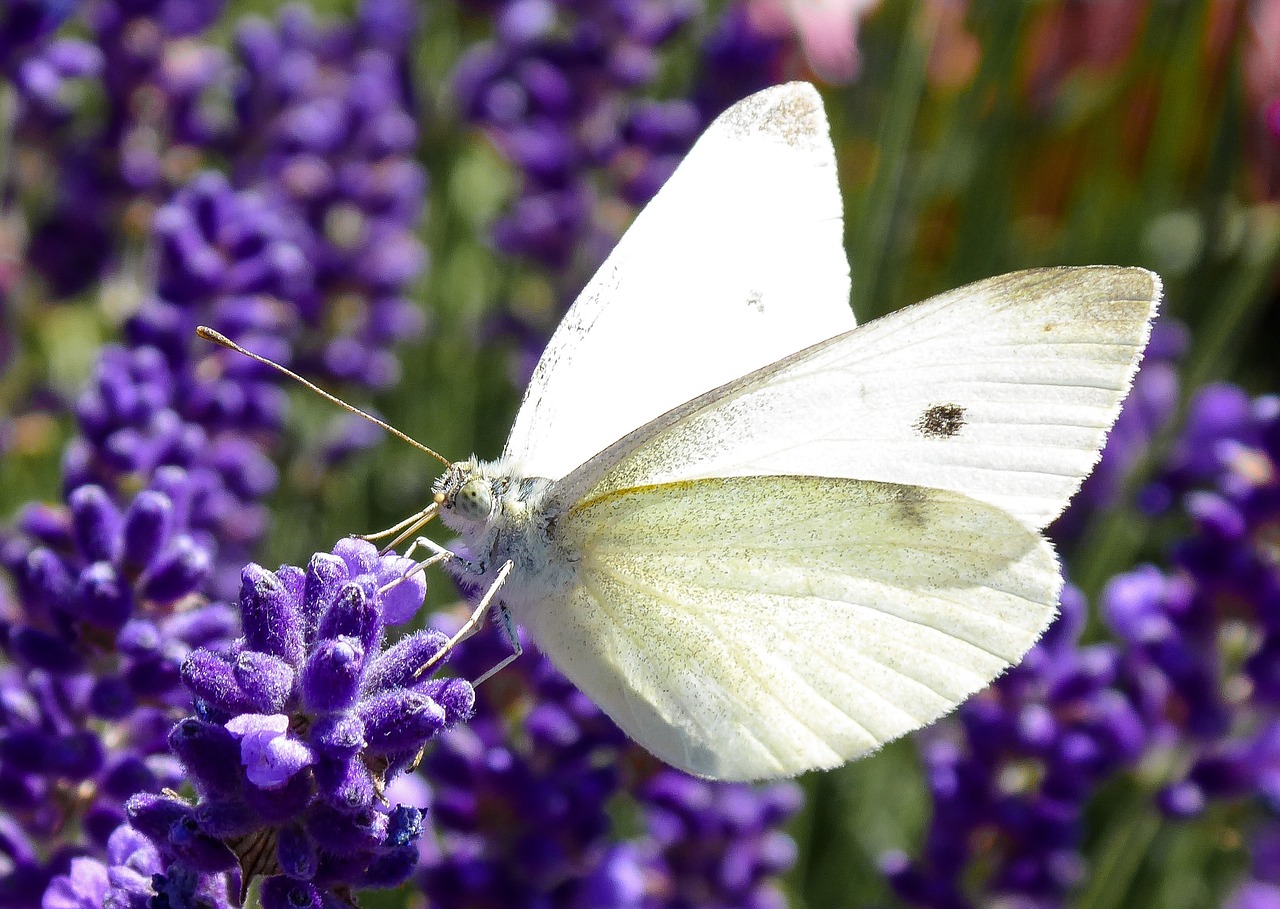 nature  butterfly  insect free photo