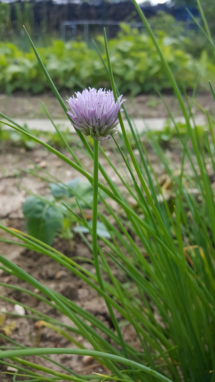 nature  plant  no person free photo