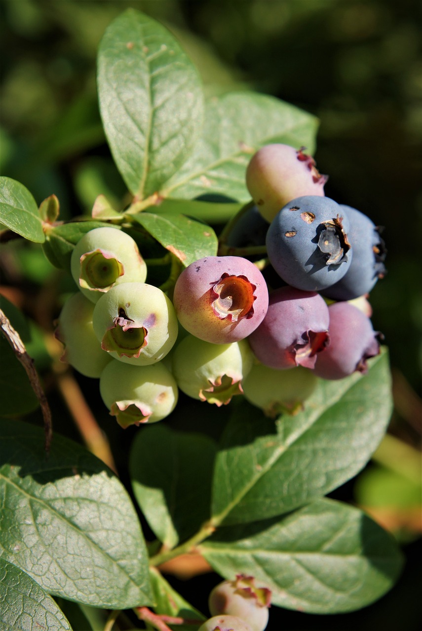 nature  plant  blueberries free photo