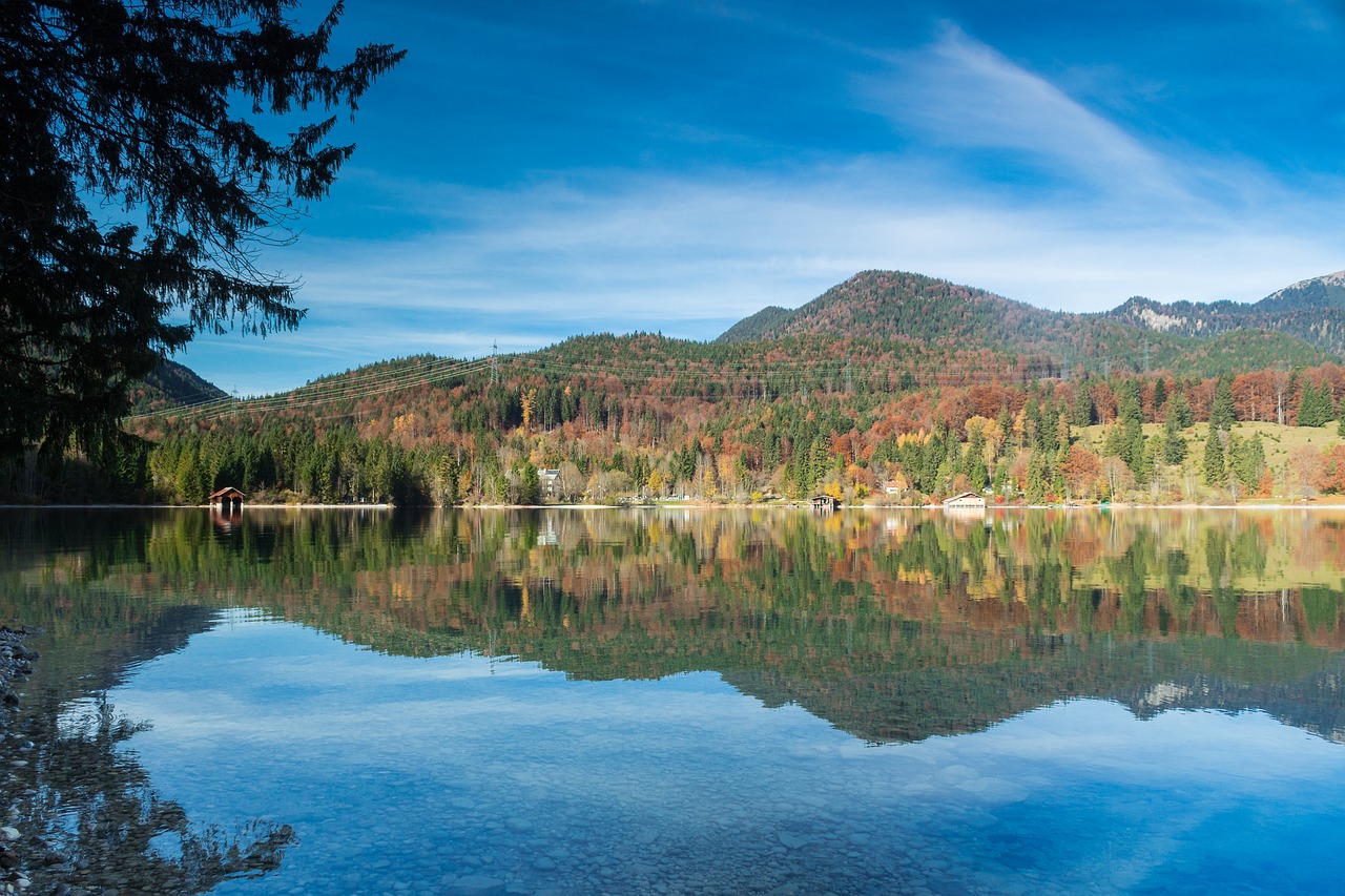 nature  landscape  trees free photo