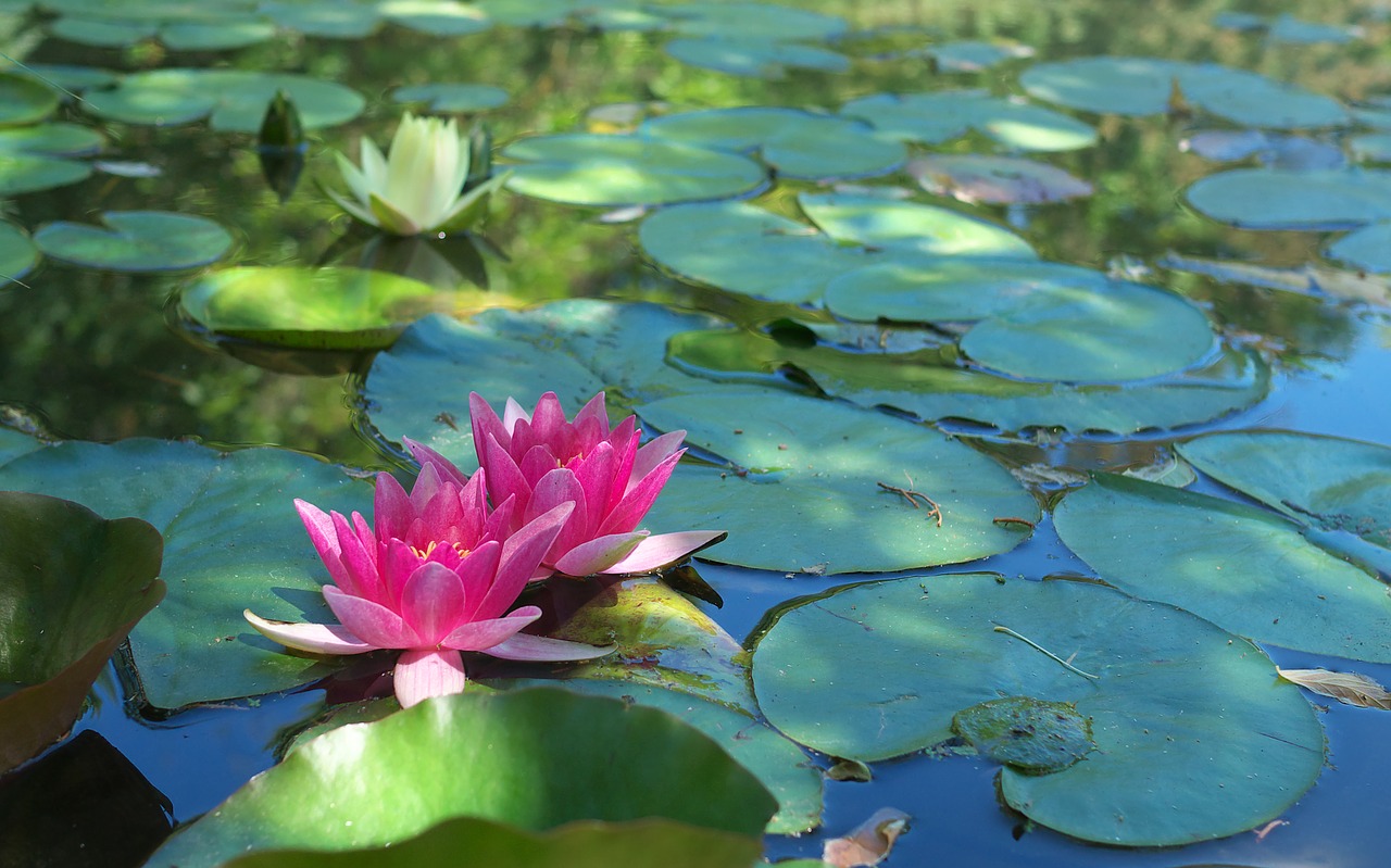 nature  water lilies  pond free photo