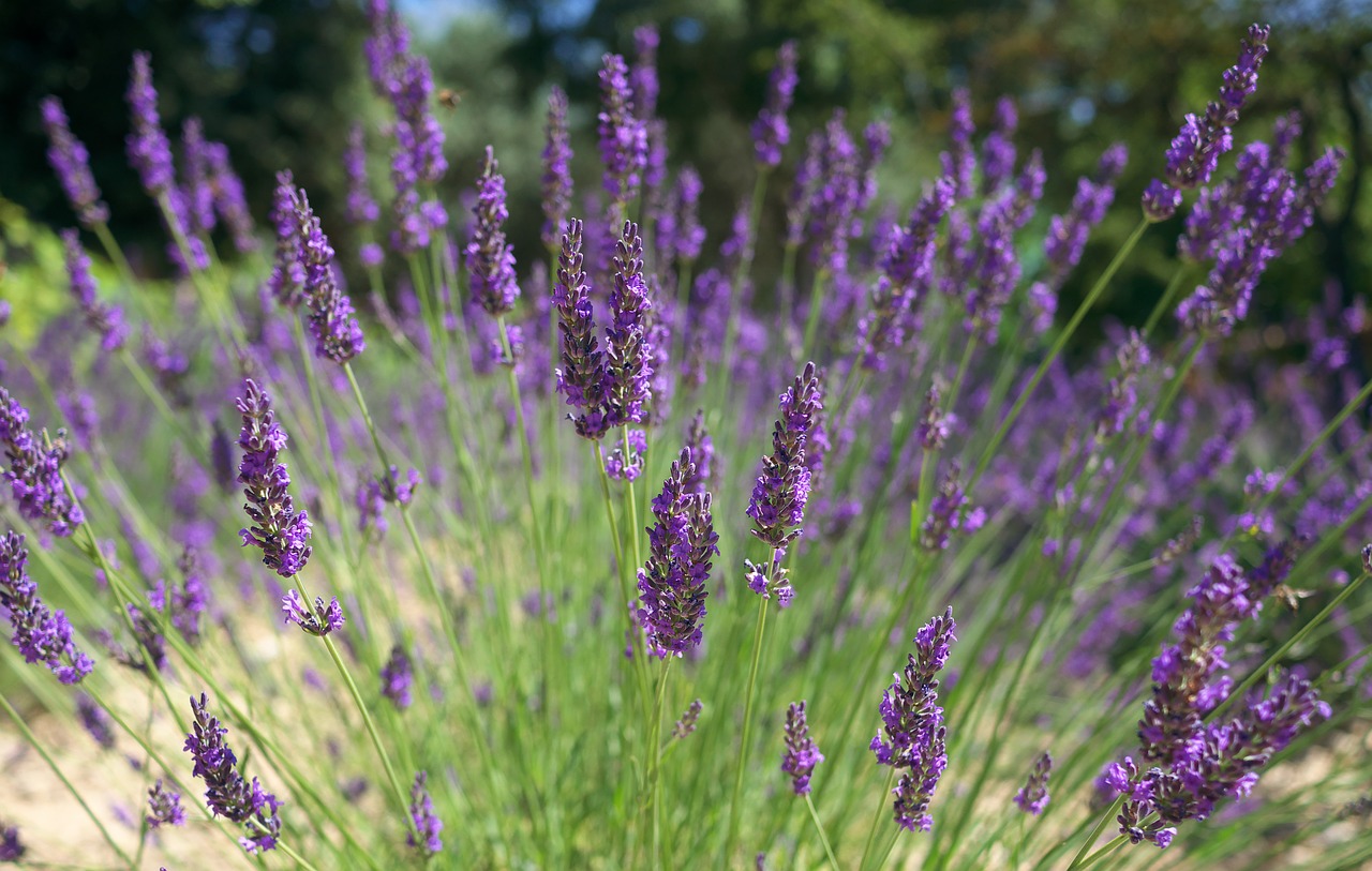 nature  field  lavender free photo