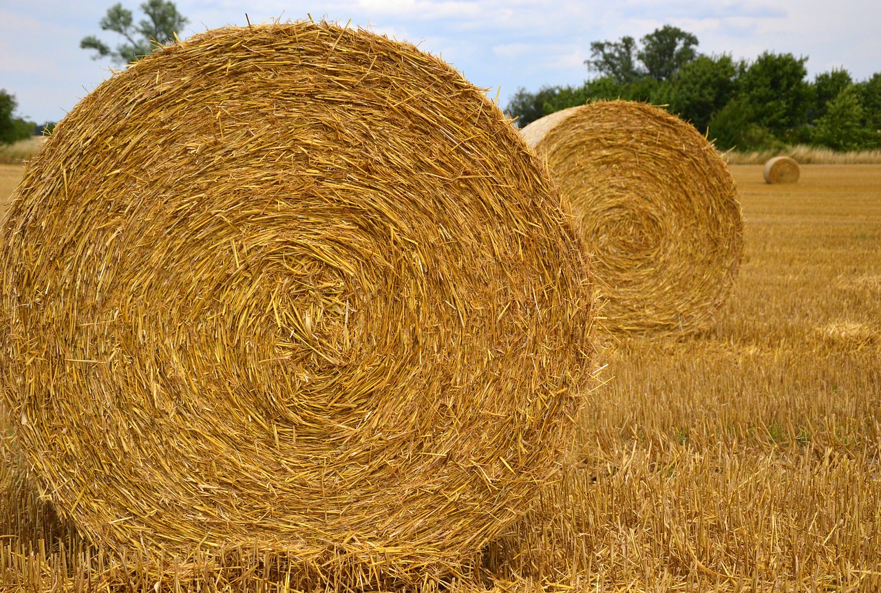 nature  straw bales  straw free photo