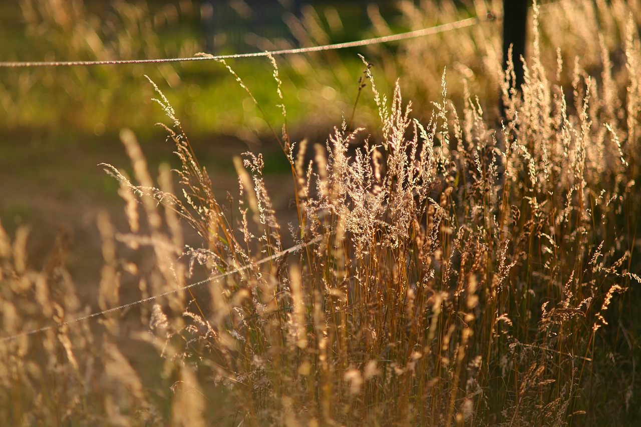 nature  landscape  grass free photo