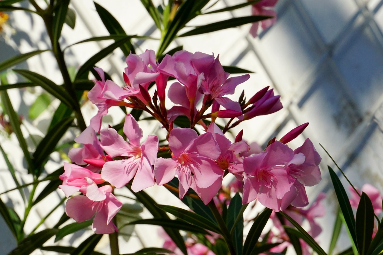 nature  plant  oleander free photo