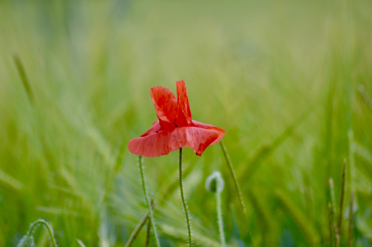 nature  poppy  flower free photo