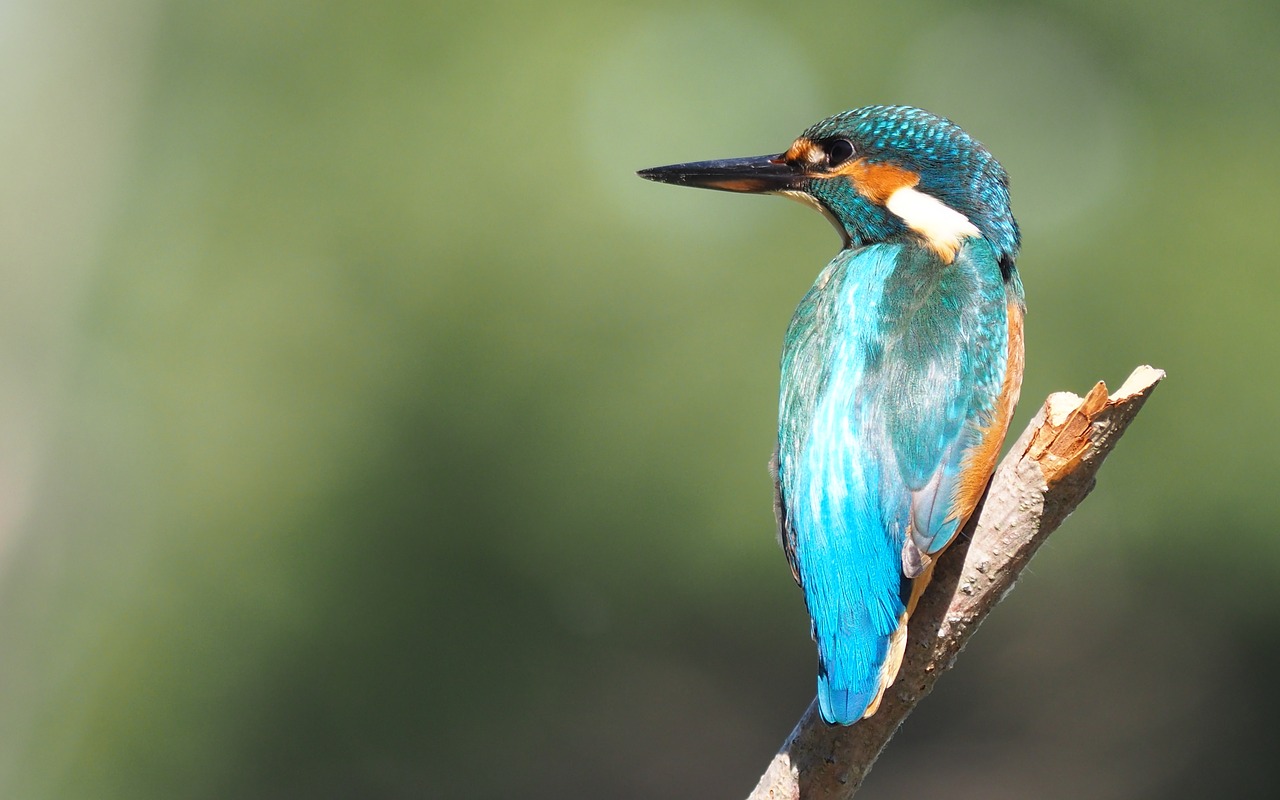 nature  birds  martin free photo