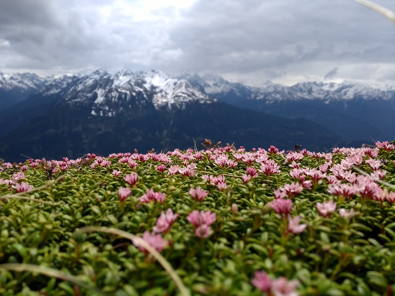 nature  landscape  flower free photo