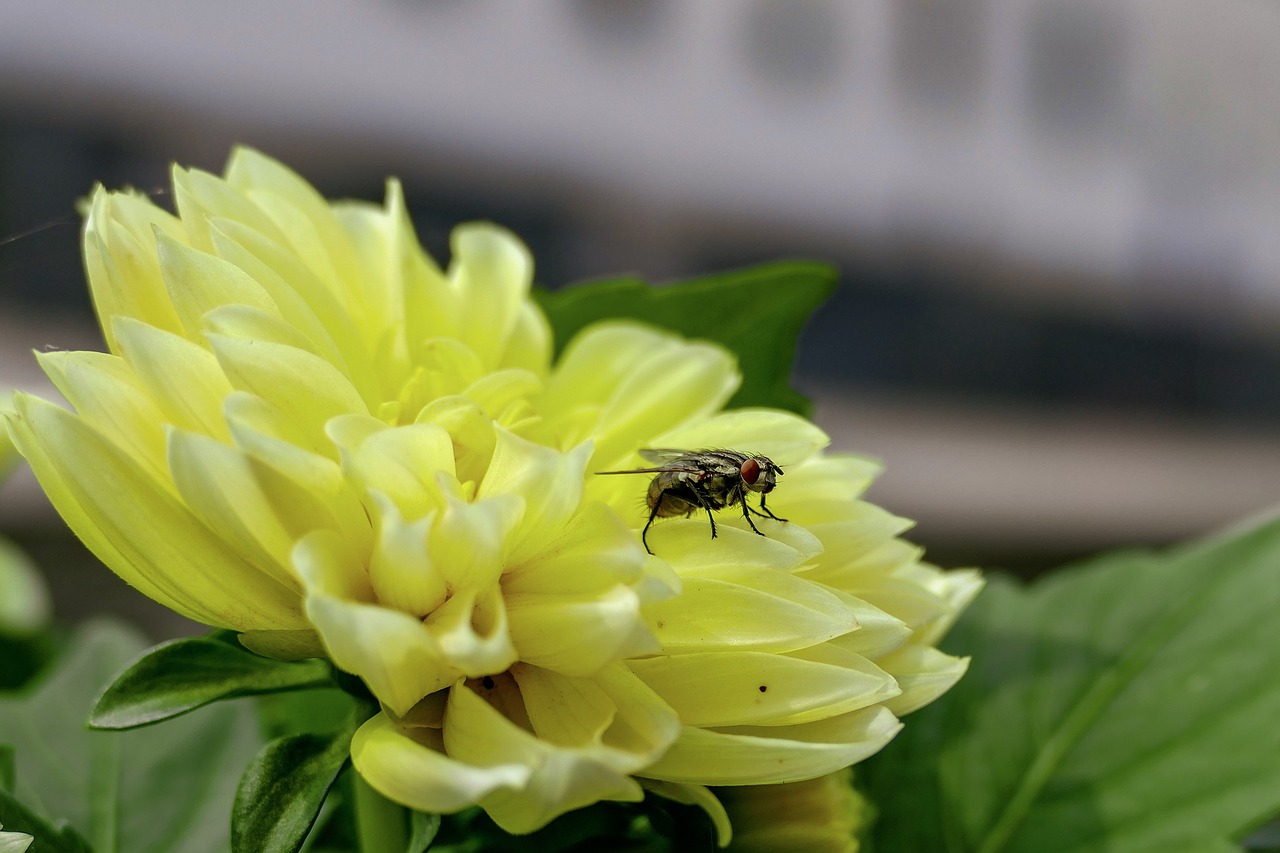 nature  flower  flora free photo