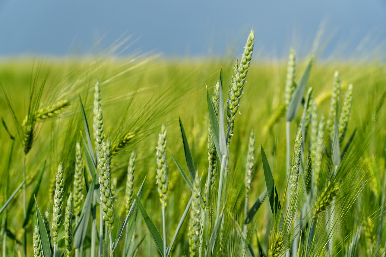 nature  ear  agriculture free photo