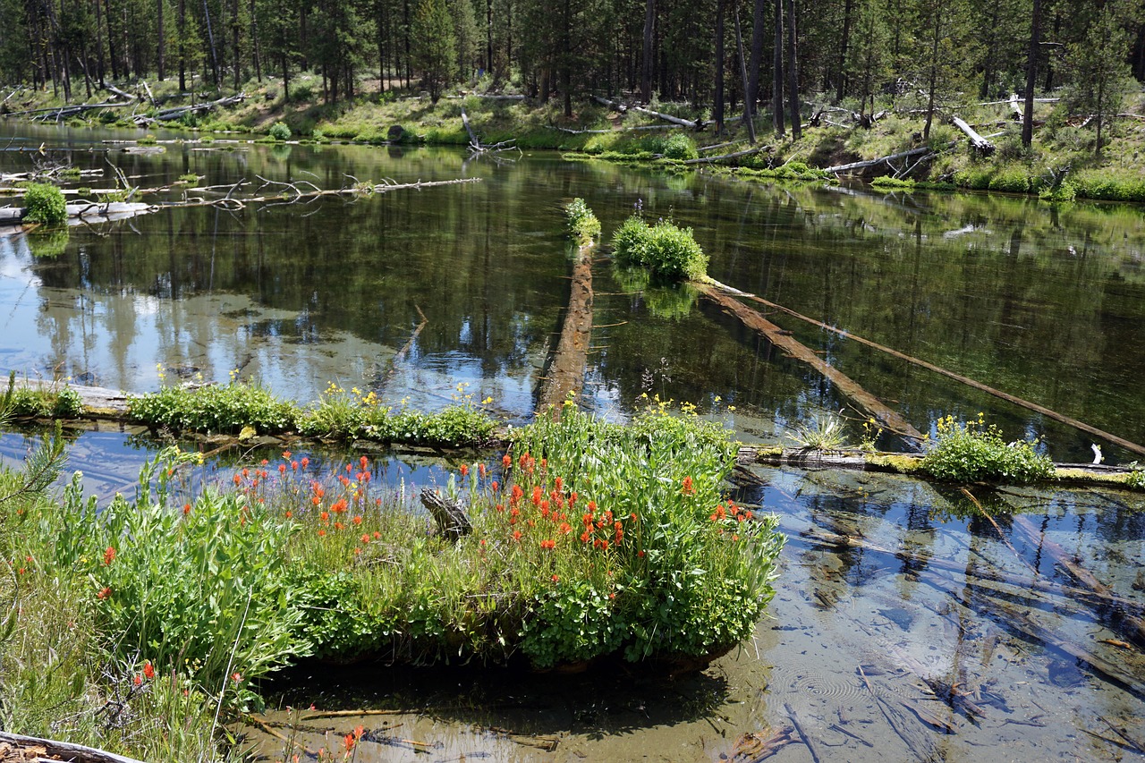 nature  stream  river free photo