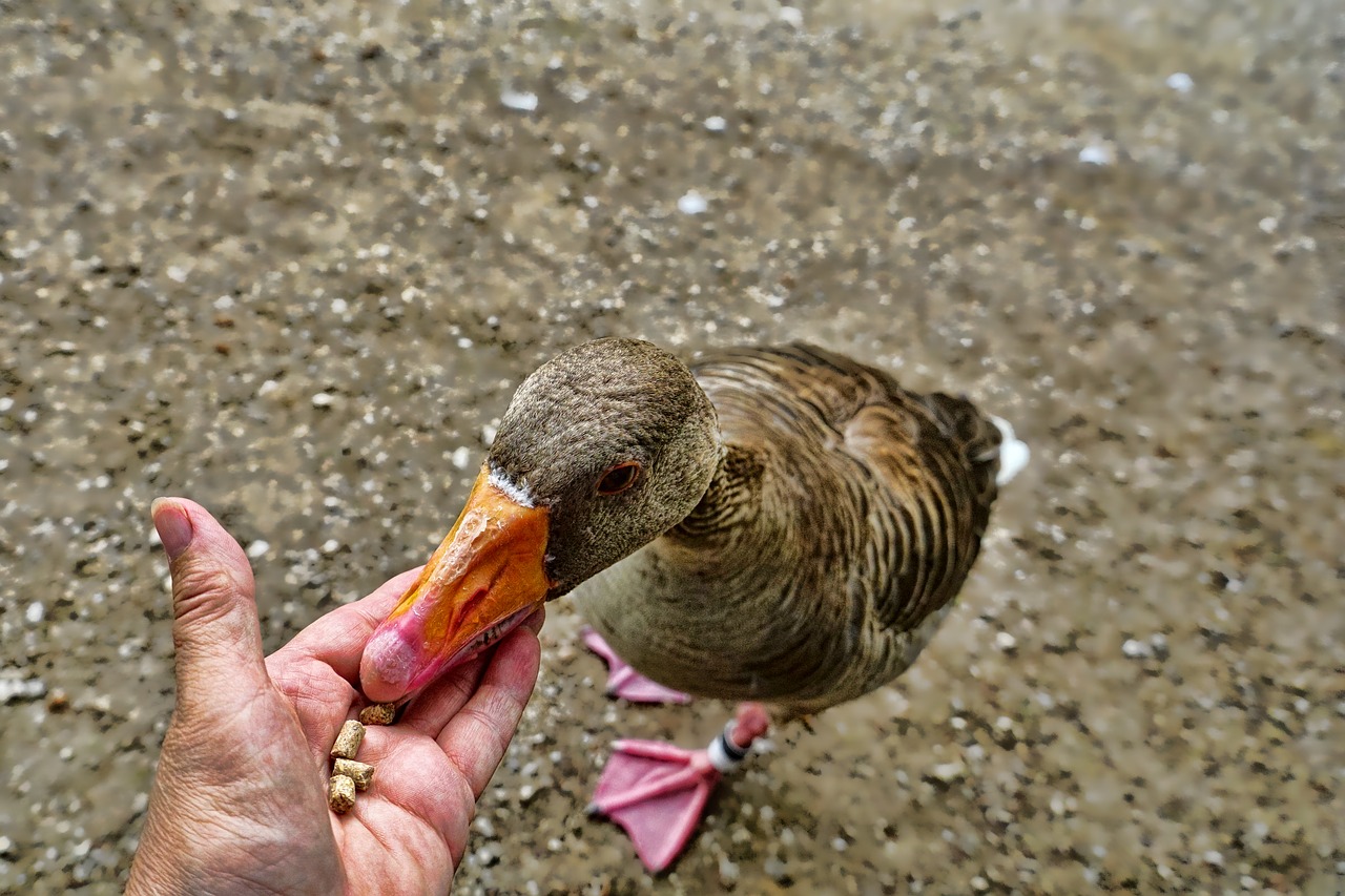 nature  animal  bird free photo