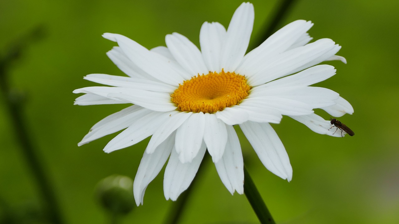 nature  garden  large free photo